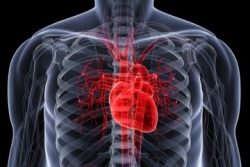 cyborg - growing heart in lab from stem cells